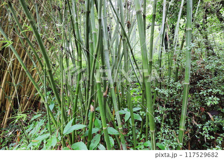 植物園の竹林に植えられた竹　ホウショウチク 117529682