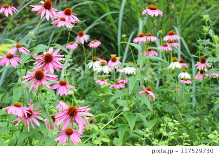 ピンク色のエキナセアの花 117529730