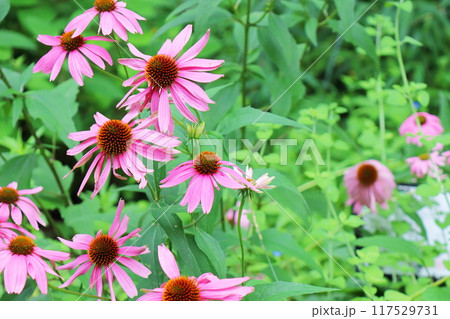ピンク色のエキナセアの花 ピンク色のエキナセアの花 117529731