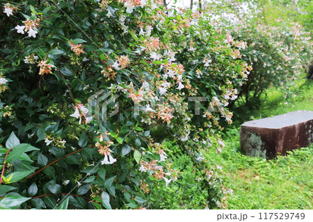 アベリアの花 アベリアの花 117529749