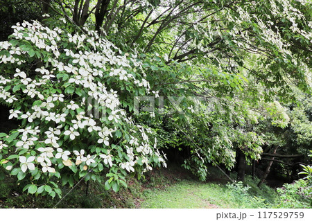 トキワヤマボウシの白い花 トキワヤマボウシの白い花 117529759