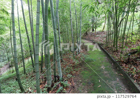 モウソウチクの竹林と苔むした道 117529764