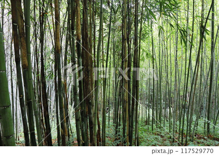植物園の竹林に植えられた竹 カンザンチク 植物園の竹林に植えられた竹 カンザンチク 117529770