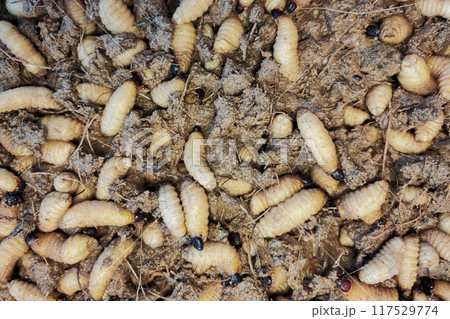 sago worms farming. sago worms as a nutritious traditional and alternative food. Education research of insect protein for future food. sago worms farming. sago worms as a nutritious traditional and alternative food. Education research of insect protein for future food. 117529774