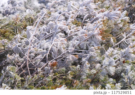 霧氷したハイマツ 霧氷したハイマツ 117529851