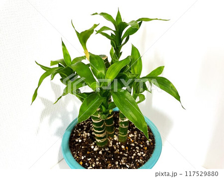 信楽焼の鉢に植えた縁起の良いミリオンバンブー4 信楽焼の鉢に植えた縁起の良いミリオンバンブー4 117529880