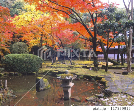 龍野公園・龍野城にある日本庭園・聚遠亭(しゅうえんてい)の紅葉 /兵庫県たつの市 龍野公園・龍野城にある日本庭園・聚遠亭(しゅうえんてい)の紅葉 /兵庫県たつの市 117529913