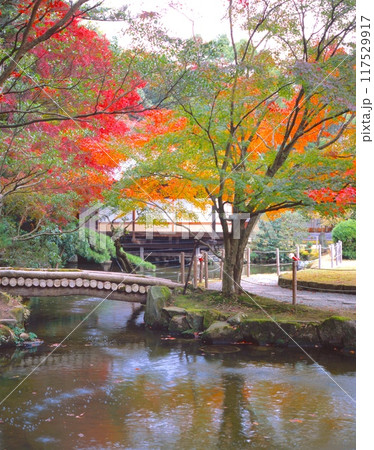 龍野公園・龍野城にある日本庭園・聚遠亭(しゅうえんてい)の紅葉 /兵庫県たつの市 龍野公園・龍野城にある日本庭園・聚遠亭(しゅうえんてい)の紅葉 /兵庫県たつの市 117529917