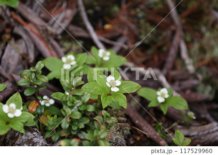 ゴゼンタチバナ 117529960