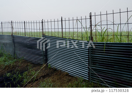 背景画像　朝霧の中のイノシシ柵・トタンと出穂したばかりの緑の稲穂 117530328
