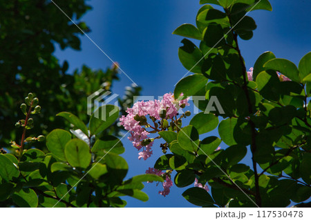 夏の百日紅とブルーベリー 117530478