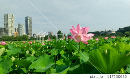 不忍池の蓮（2024） 117530686