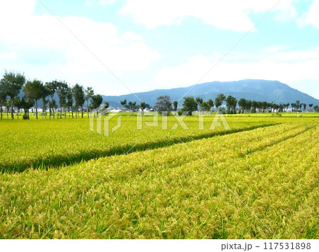 稲穂　はさ木のある風景 117531898