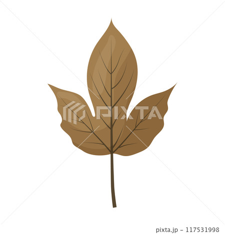autumn colored bright leaf highlighted on a white background. autumn colored bright leaf highlighted on a white background. 117531998