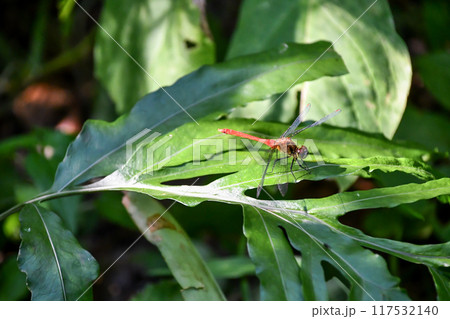 赤トンボ 赤トンボ 117532140
