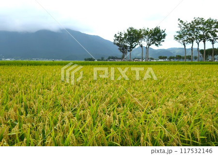 稲穂　はさ木のある風景 117532146