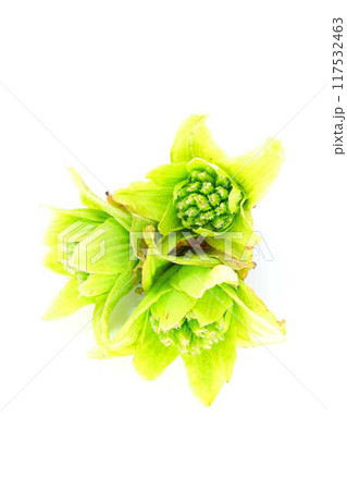 フキノトウ ふきのとう 蕗の薹 フキノトウ ふきのとう 蕗の薹 117532463