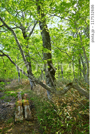 武尊　田代湿原　ブナ林の遊歩道　初夏の風景　群馬県　　　 117532686