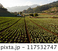 Cabbage farm plantation in mountain valley with houses 117532747