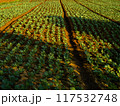 Cabbage farm plantation in with warm evening sunlight 117532748