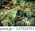 Damage Cabbage with warm evening sunlight 117532751