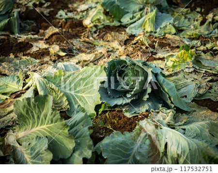 Damage Cabbage with warm evening sunlight Damage Cabbage with warm evening sunlight 117532751