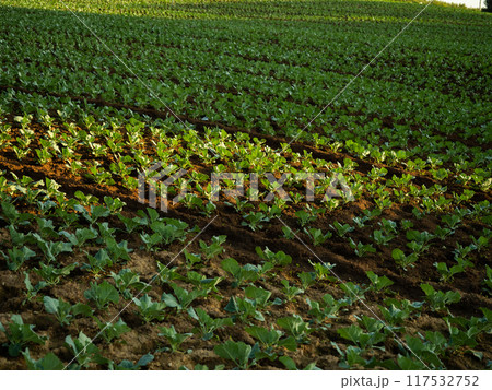 Young Cabbage growing on ground with warm evening sunlight Young Cabbage growing on ground with warm evening sunlight 117532752