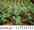 Cabbage farm plantation in with warm evening sunlight 117532753