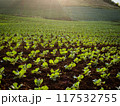 Young Cabbage growing on ground with warm evening sunlight 117532755