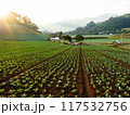Young Cabbage growing on ground with warm evening sunlight 117532756