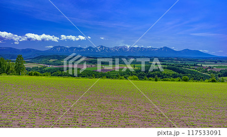 北海道・旭川市 初夏の丘と十勝岳連峰の風景 117533091