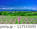 北海道・美瑛町 初夏の五稜の丘からの風景 117533095