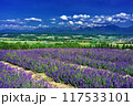 北海道・上富良野町 初夏の花畑の風景 117533101