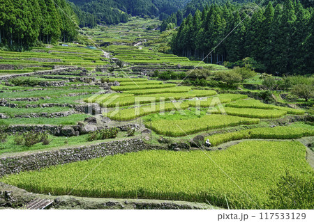 8月の四谷千枚田（愛知県新城市） 117533129