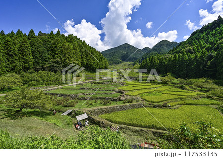 8月の四谷千枚田(愛知県新城市) 8月の四谷千枚田(愛知県新城市) 117533135