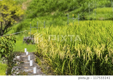 稲（8月） 117533141