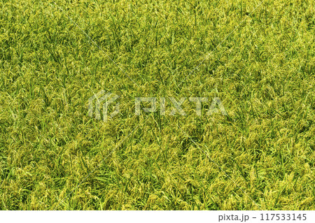 稲(8月) 稲(8月) 117533145