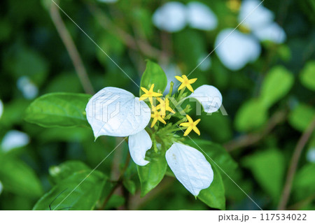 森の入り口に生えるコンロンカ(ハンカチの花) 森の入り口に生えるコンロンカ(ハンカチの花) 117534022