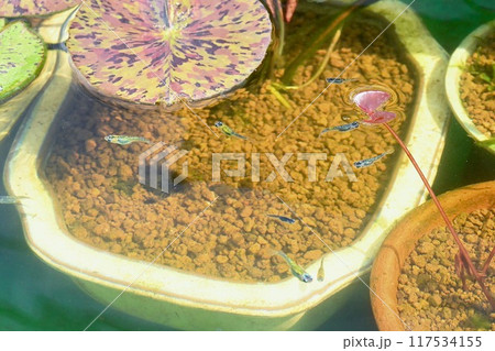 メダカ、めだか、観賞魚、睡蓮、飼育、めだか屋外飼育、夜桜、アクアリウム。 117534155