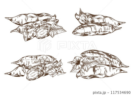 Sweet potatoes in monochrome style. Vector realistic collection. Sweet potatoes in monochrome style. Vector realistic collection. 117534690