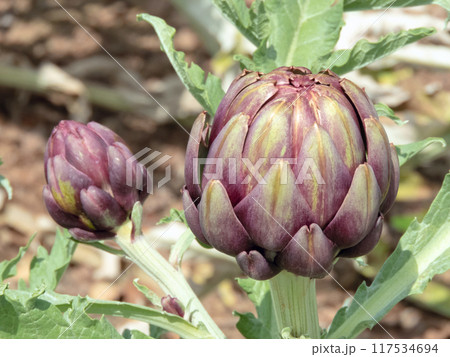 Globe artichoke, French artichoke or green artichoke plant edible buds. Cynara cardunculus var. scolymus. Globe artichoke, French artichoke or green artichoke plant edible buds. Cynara cardunculus var. scolymus. 117534694