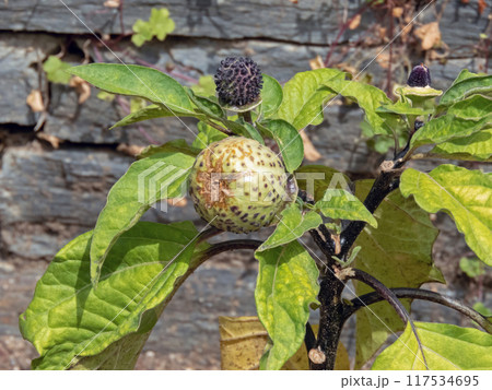 Datura metel,Indian thornapple,thorn apple,Hindu Datura, metel,devil's trumpet or angel's trumpet seed capsules covered with conical warts. Datura metel,Indian thornapple,thorn apple,Hindu Datura, metel,devil's trumpet or angel's trumpet seed capsules covered with conical warts. 117534695