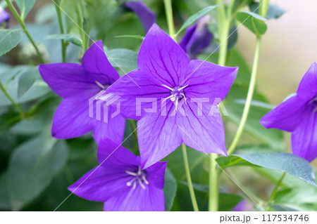 Platycodon grandiflorus or balloon flower,Chinese bellflower or platycodon purple campanula flowers Platycodon grandiflorus or balloon flower,Chinese bellflower or platycodon purple campanula flowers 117534746