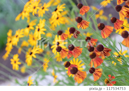Helenium hybrid and black-eyed Susan or rudbeckia hirta autumn flowers Helenium hybrid and black-eyed Susan or rudbeckia hirta autumn flowers 117534753