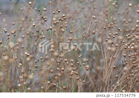 Linum usitatissimum, common flax, flax or linseed dry seeds capsules at the field. Linum usitatissimum, common flax, flax or linseed dry seeds capsules at the field. 117534779