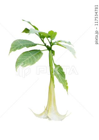 Brugmansia suaveolens, Brazil white angel trumpet, angel's tears or snowy angel's trumpet flower and leaves isolated on white Brugmansia suaveolens, Brazil white angel trumpet, angel's tears or snowy angel's trumpet flower and leaves isolated on white 117534781