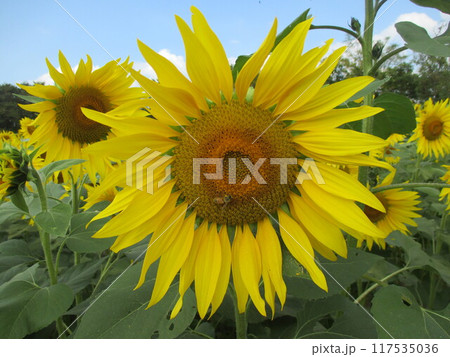秋に大輪の花を咲かせた、黄色が鮮やかなヒマワリの花 117535036