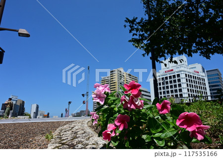 都会の中で美しく咲く花 117535166