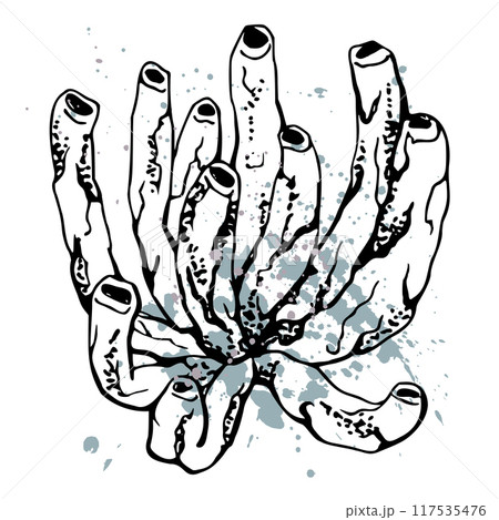Coral sponge polyp splash Marine life, sea ocean underwater creatures shells, Ink sketch hand drawn. Single object illustration, stylized, isolated on white. Zoo shop, aquarium, cosmetics, resort Coral sponge polyp splash Marine life, sea ocean underwater creatures shells, Ink sketch hand drawn. Single object illustration, stylized, isolated on white. Zoo shop, aquarium, cosmetics, resort 117535476