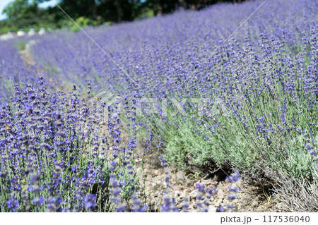 【ラベンダー畑　なななりさわととんぼ】 117536040